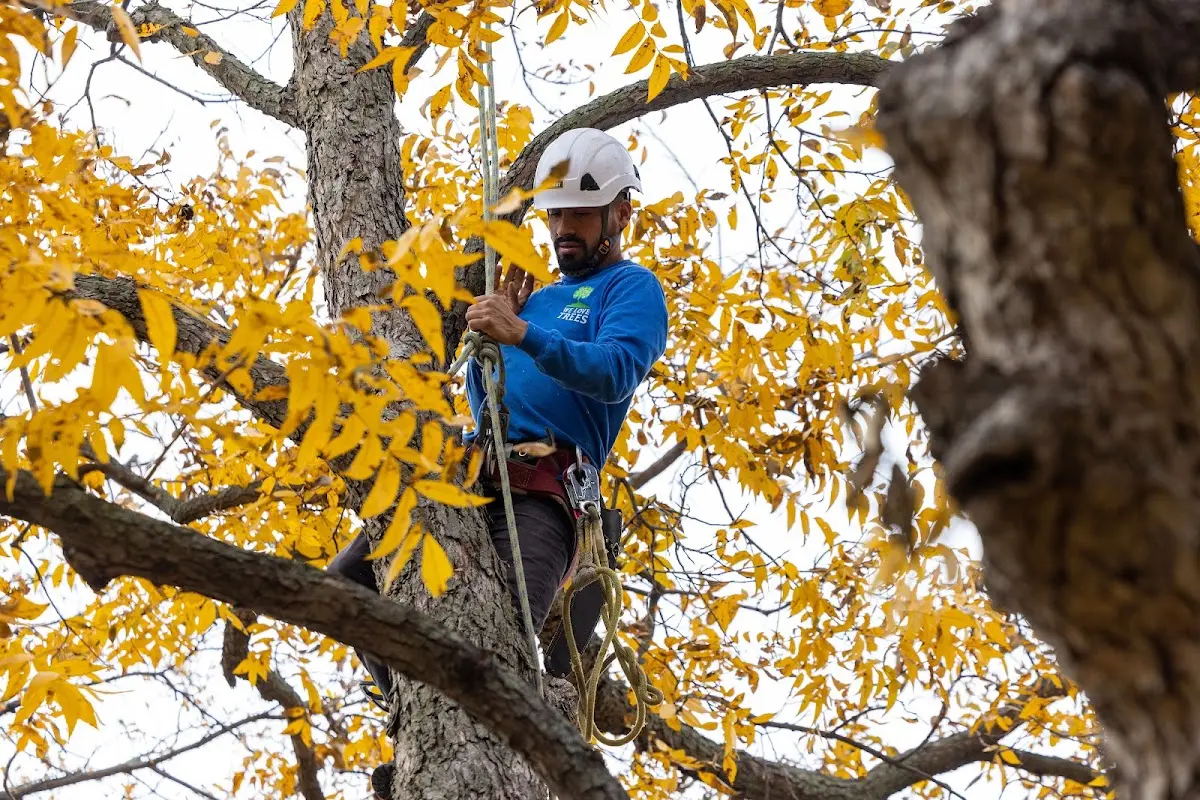 Skilled Tree Planting crew working in Swampscott